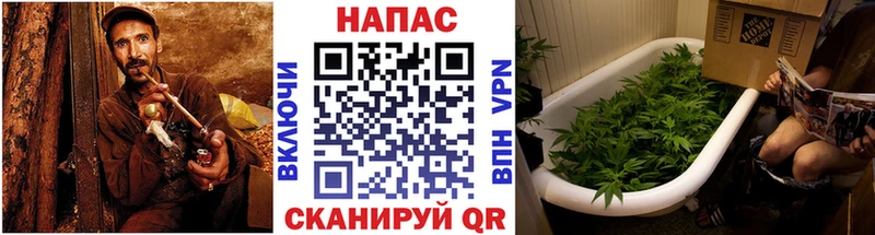 Бошки марихуана сатива  Купить где  Новозыбков 